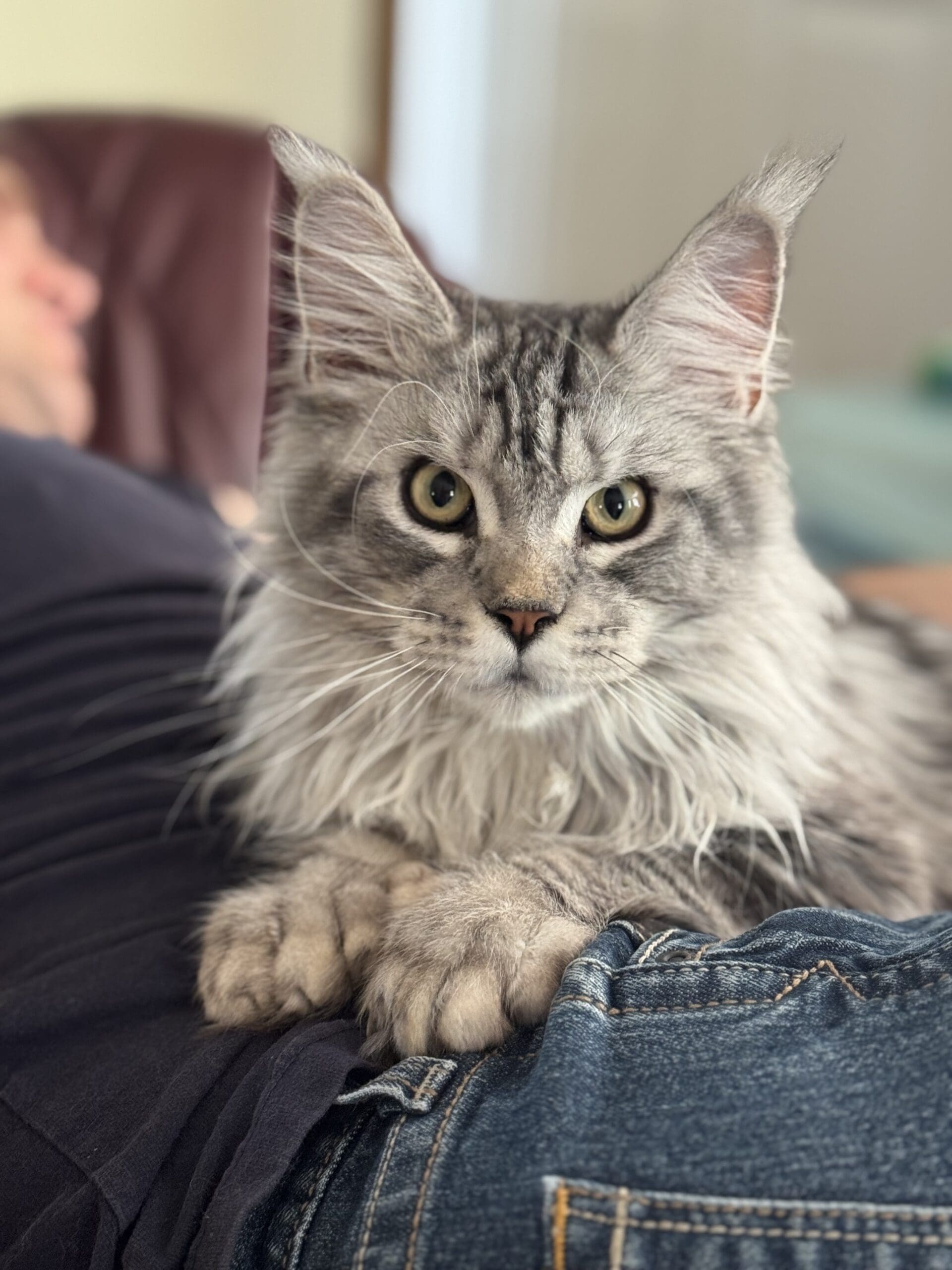 Fluffy polydactyl Maine Coon kitten in Alberta