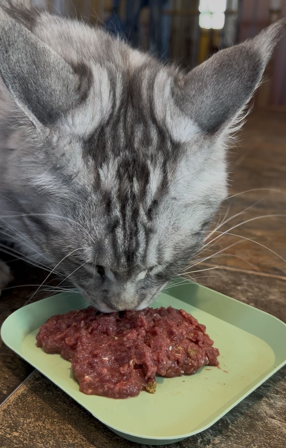 Maine Coon cat eating a raw food diet on a flat green plate.
