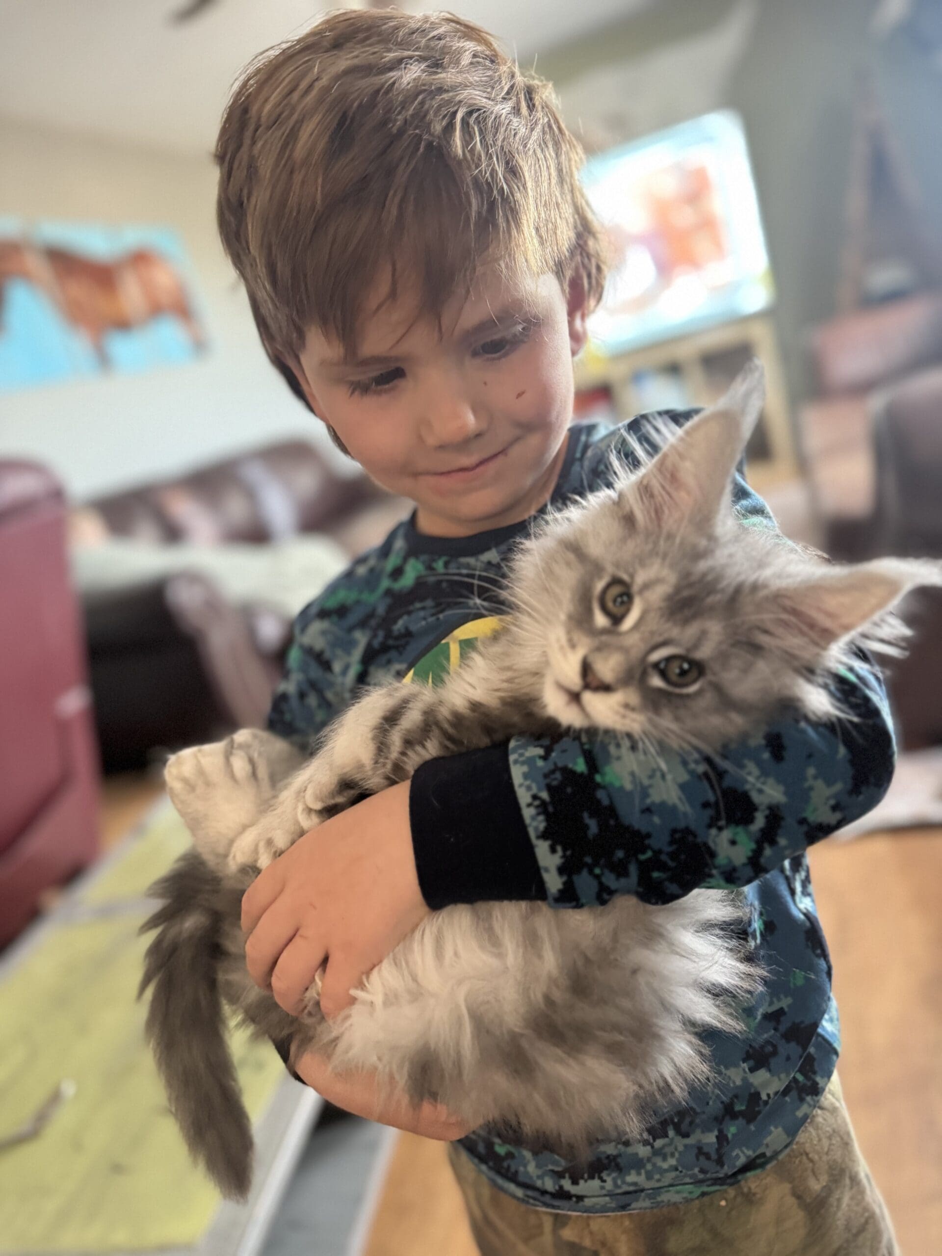 Young boy holding a Maine Coon Kitten