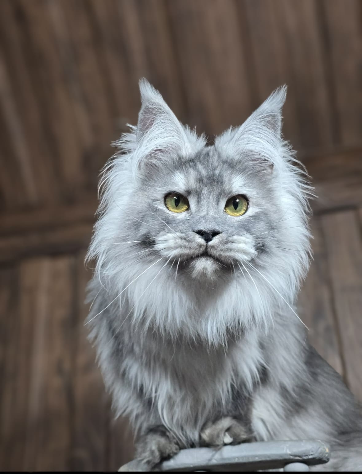 Black smoke maine coon cat looking at camera
